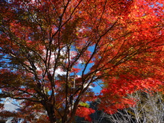 紅葉狩り・・