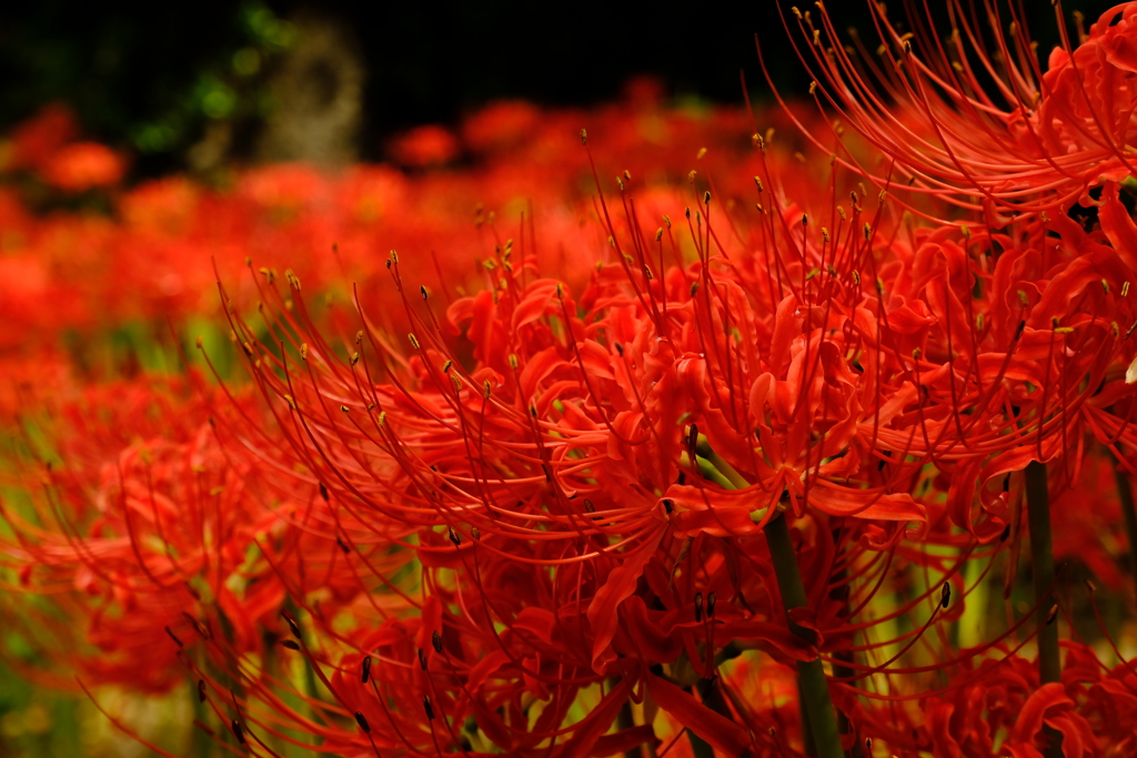 曼殊沙華・・・