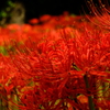 曼殊沙華・・・