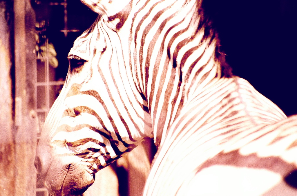 zebra