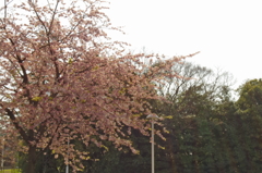 a cherry tree。。。