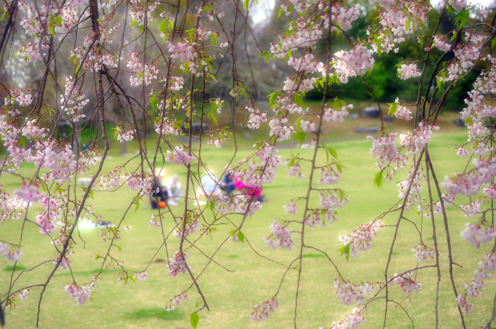 お花見♪