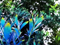 葉っぱ＃2