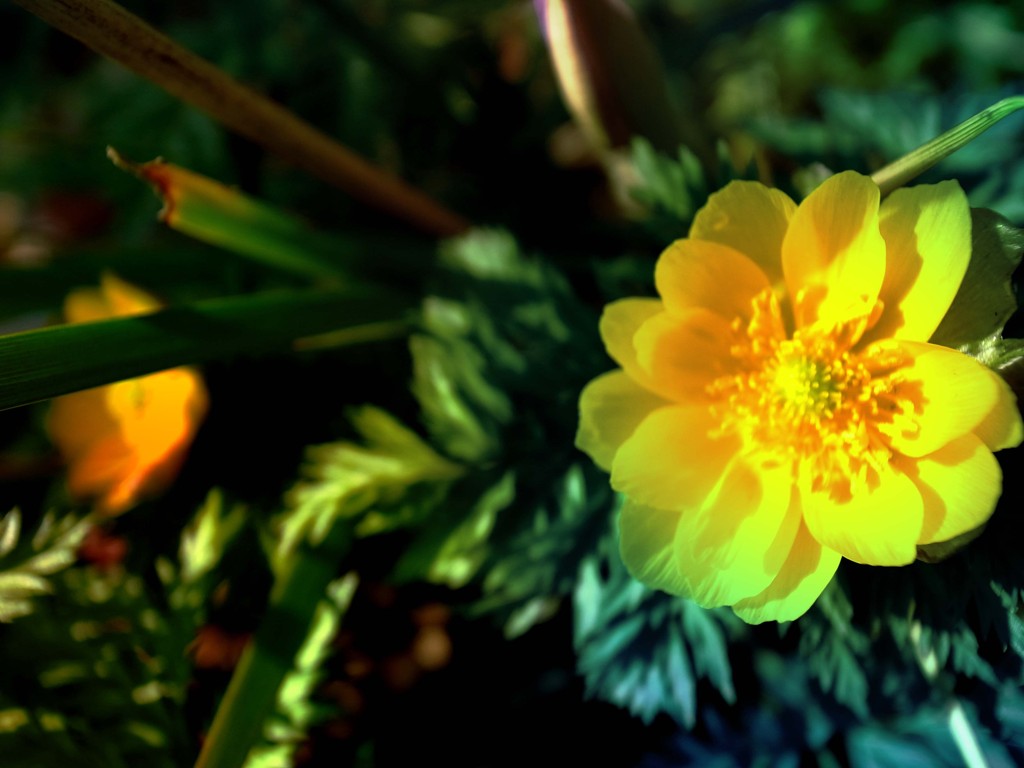 黄色いお花