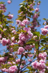 ピンクの花