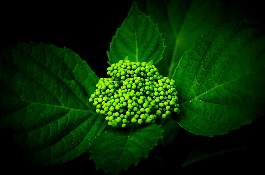 GReeeeN