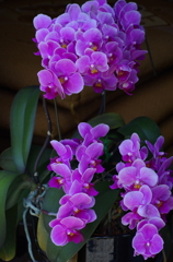 蘭の花