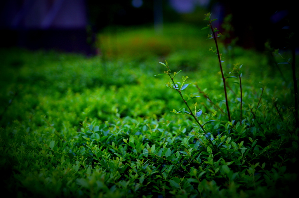 GReeeeN