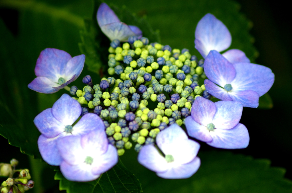 紫陽花の季節