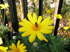 ハチと花
