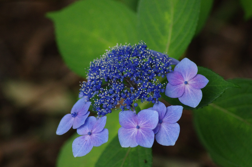 紫陽花