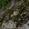 鶴ヶ城のお堀の苔