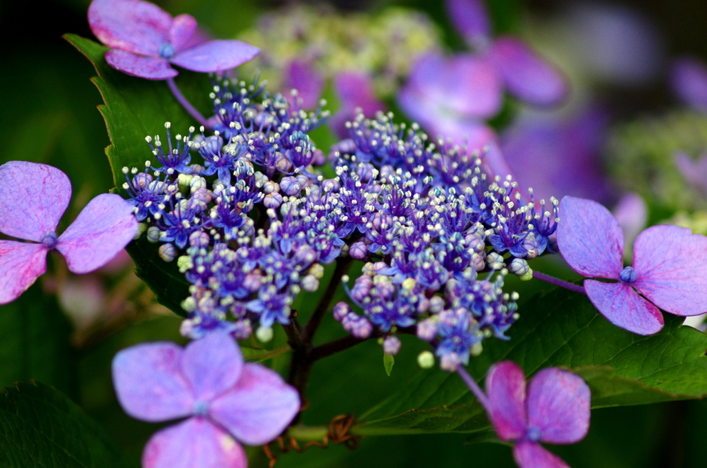 紫陽花の季節