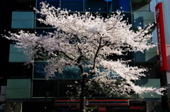 都会の桜 