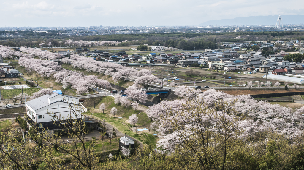 新境川桜並木2014（南）