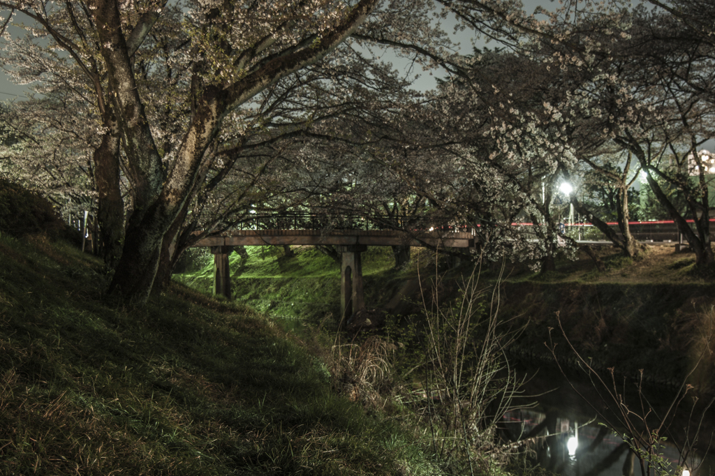 夜桜十景（３）