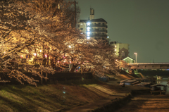 長良川河畔の夜桜④