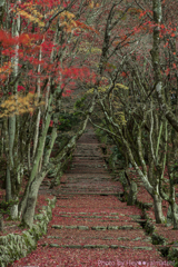 鶏足寺の山道（紅い絨毯）