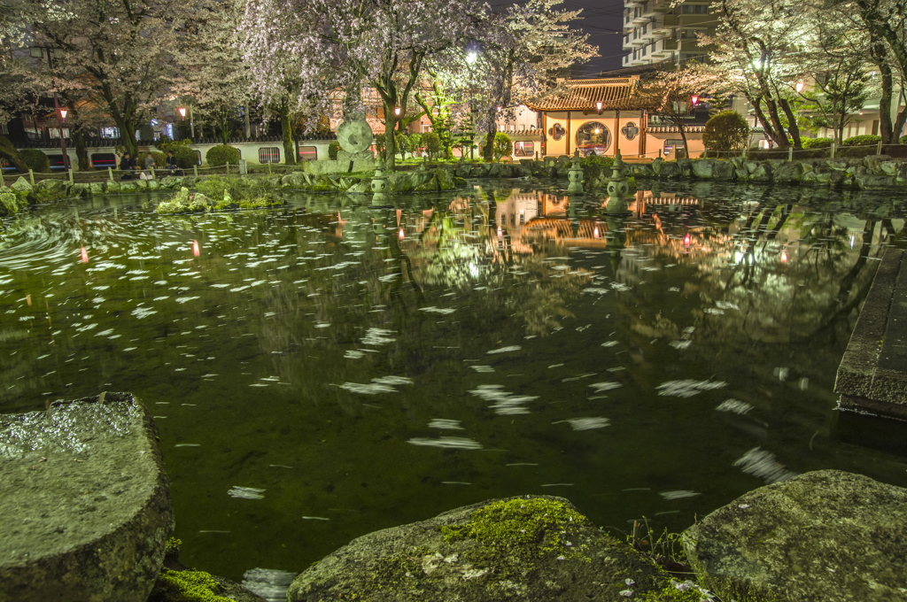 夜桜の杭州門（日中友好庭園）