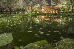 夜桜の杭州門（日中友好庭園）