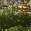 夜桜の杭州門（日中友好庭園）