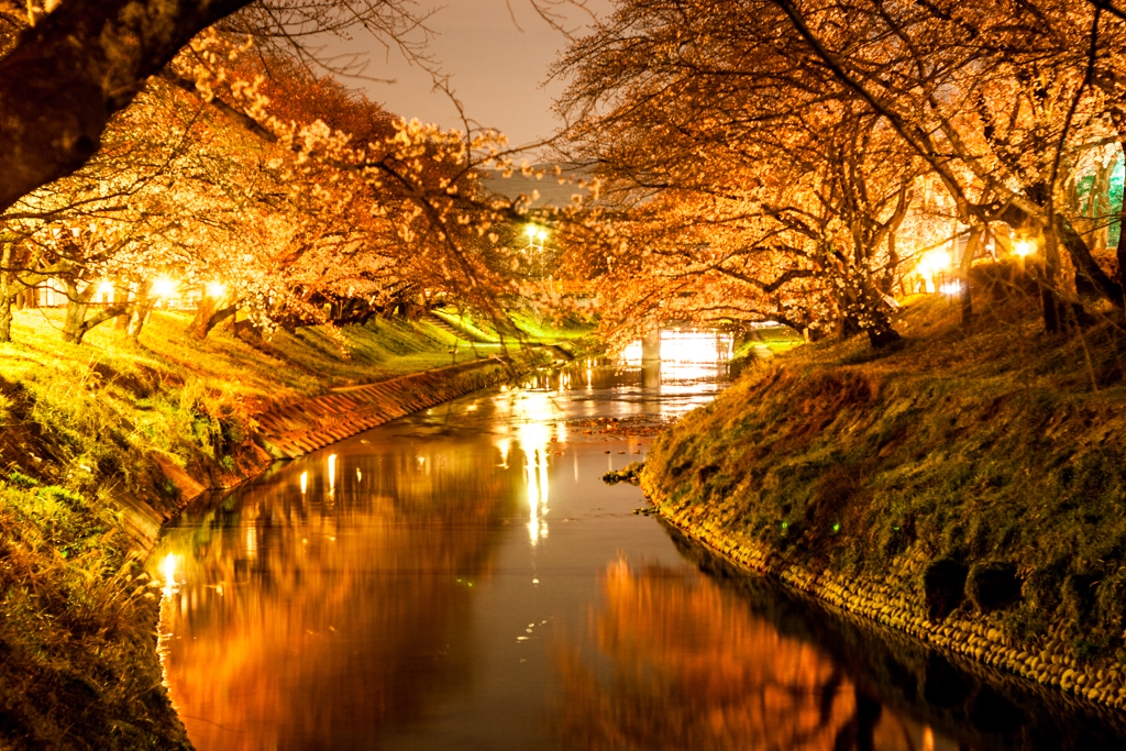 新境川の夜桜見物（2013春のお気に入り②）