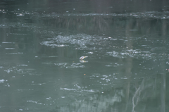 凍てる池の小さなバレリーナ