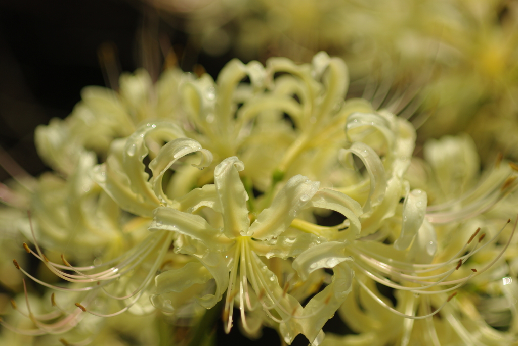 お彼岸の風物詩（白）
