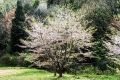 寄り添う桜樹のきらめく春