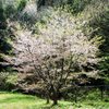 寄り添う桜樹のきらめく春