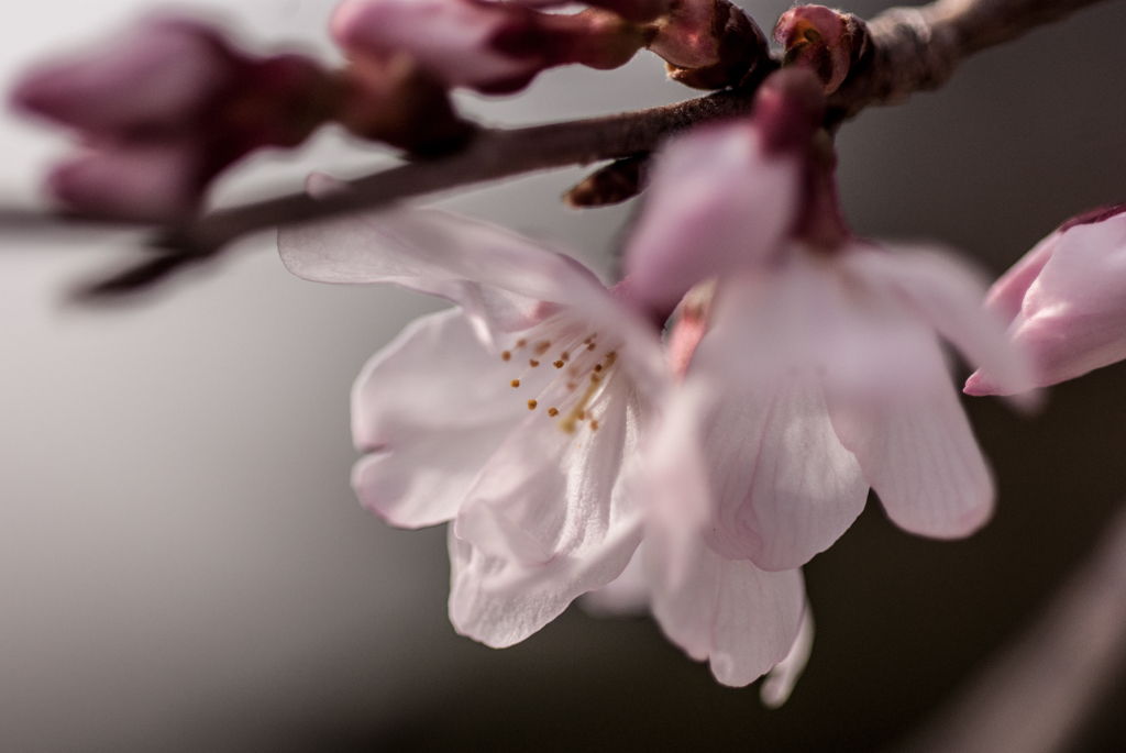 春風と小彼岸桜