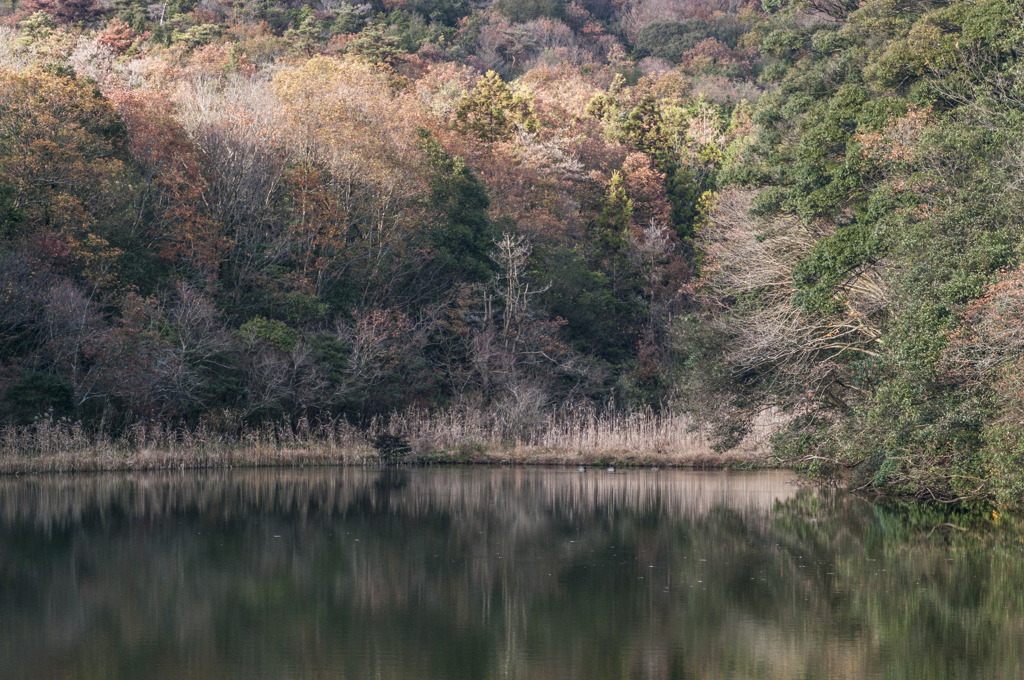 八幡池の水辺Ⅲ