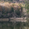 八幡池の水辺Ⅲ