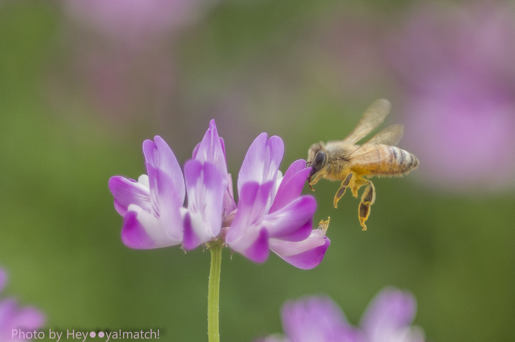 れんげの花とミツバチと