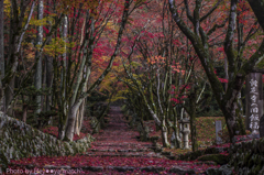 鶏足寺のもみじ参道（横）