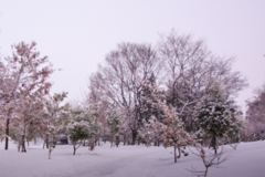 朝の雪景色