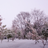 朝の雪景色