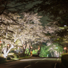 寺尾の千本桜の終演