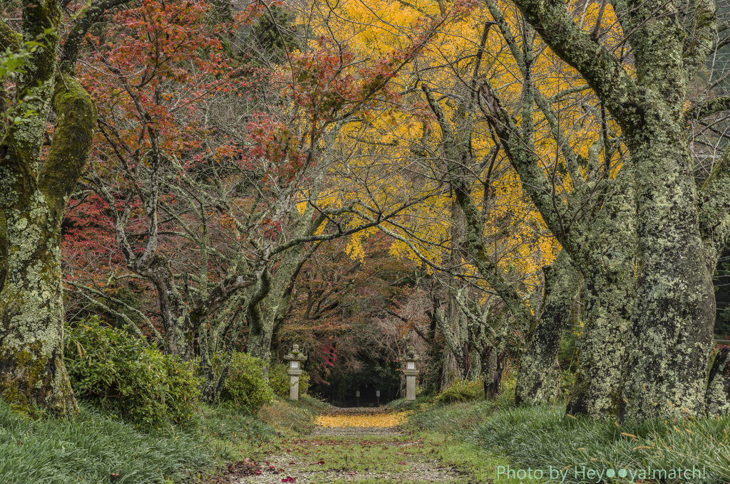 素盞烏命神社参道(近江孤篷庵に至る道中で）