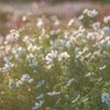 White Cosmos ④
