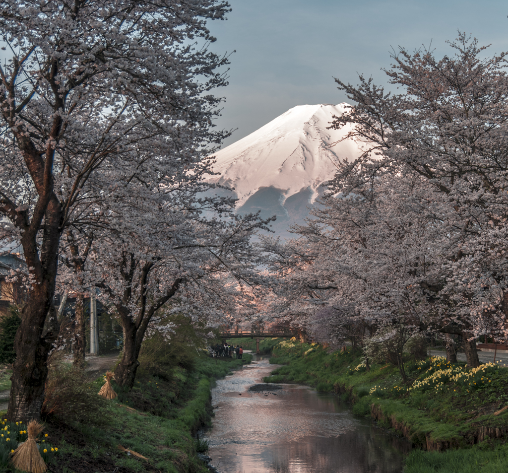 忍野の富士桜