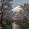 忍野の富士桜