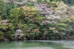 山桜が萌え緑もそろそろな山中の池畔