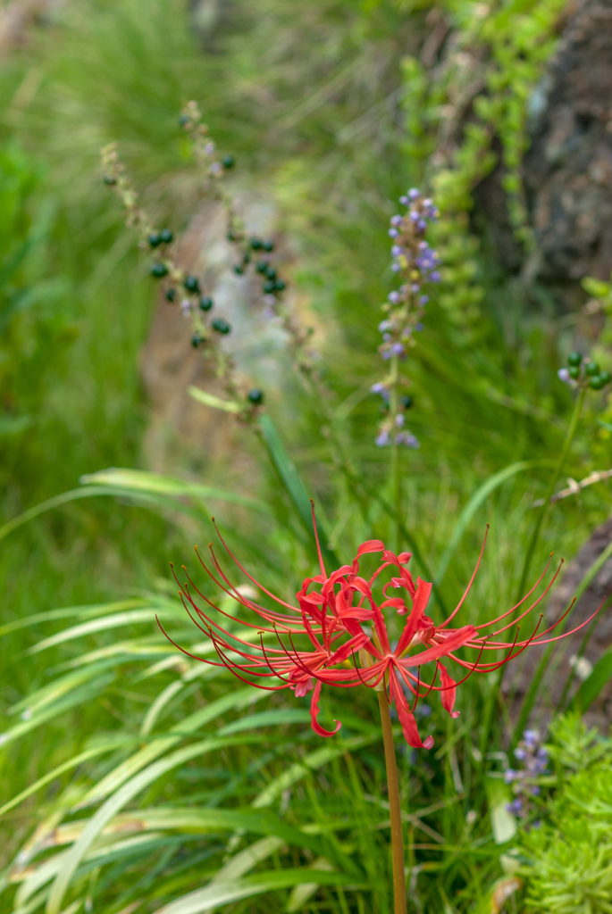 一輪の彼岸花（Lycoris radiata）Ⅱ