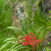 一輪の彼岸花（Lycoris radiata）Ⅱ