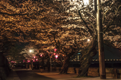 長良川河畔の夜桜①