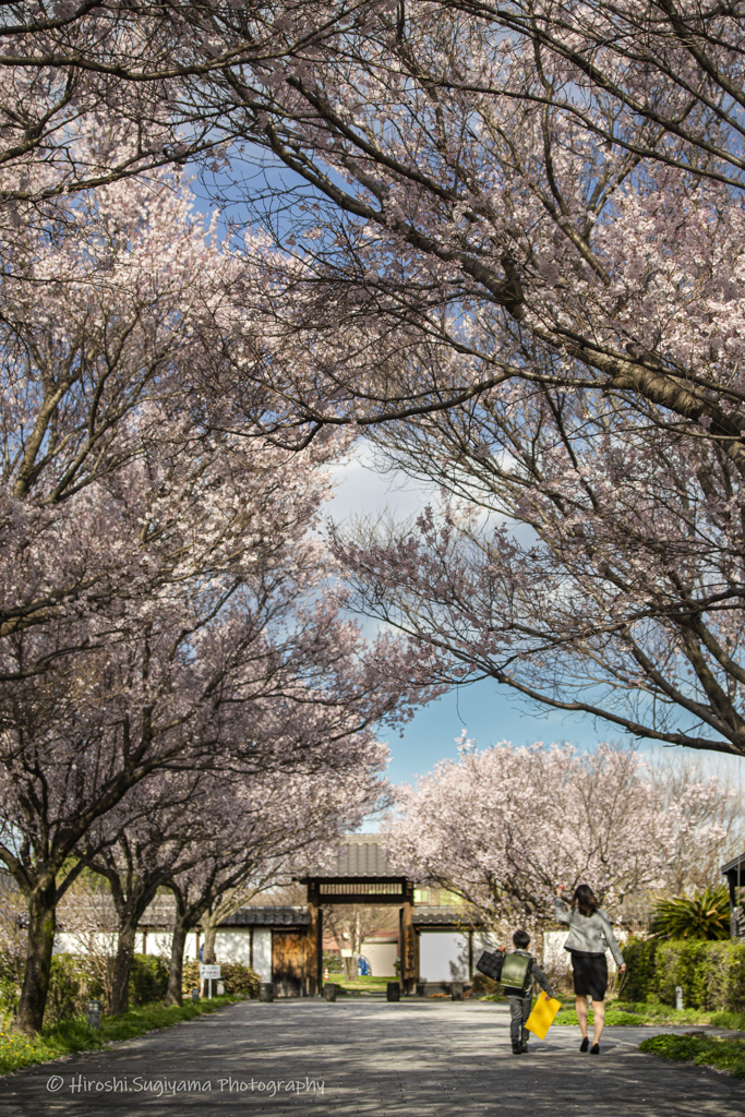 桜の咲く道