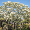 本荘公園のヒトツバタゴ（昼）