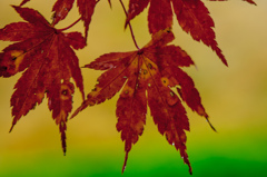 雨上がりの紅葉