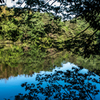 新緑の寒洞池